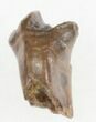 Uncommon Leptoceratops Tooth - Montana #30508-1